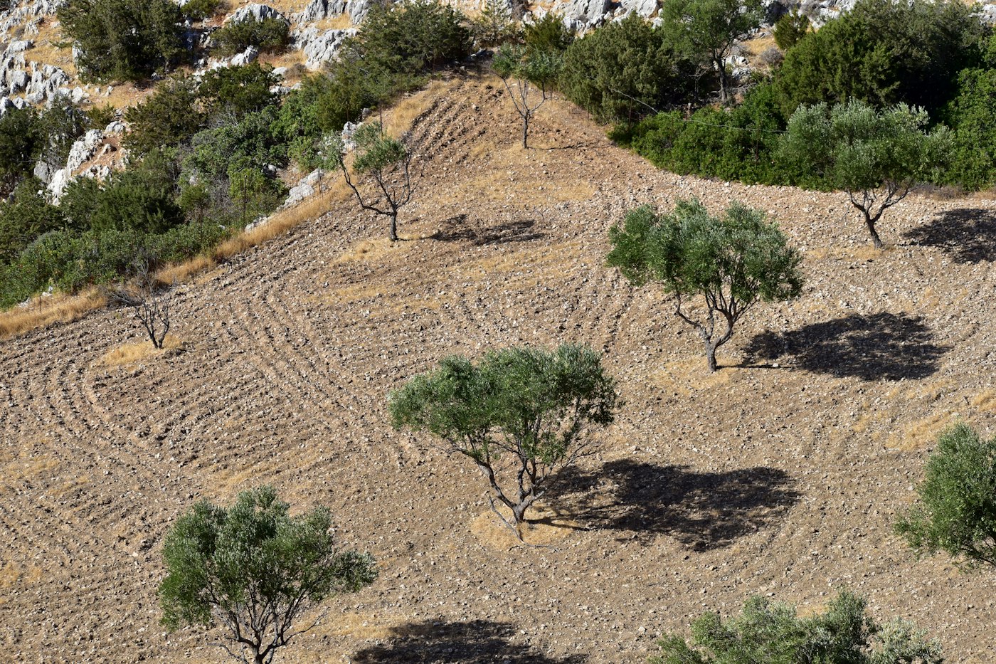 Olivos en un paisaje agrícola mediterráneo